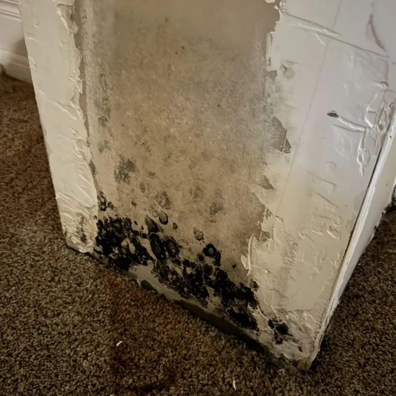 Professional Mold Removal in Hendricks County, IN